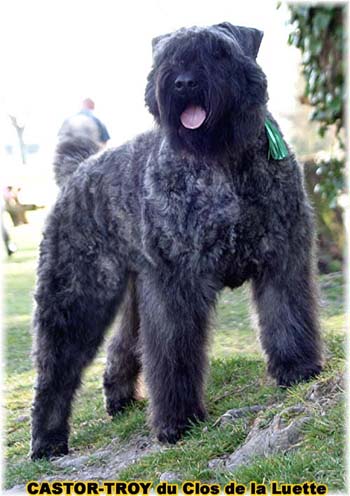 bouvier des flandres du clos de la luette - copyright d&eacute;pos&eacute;